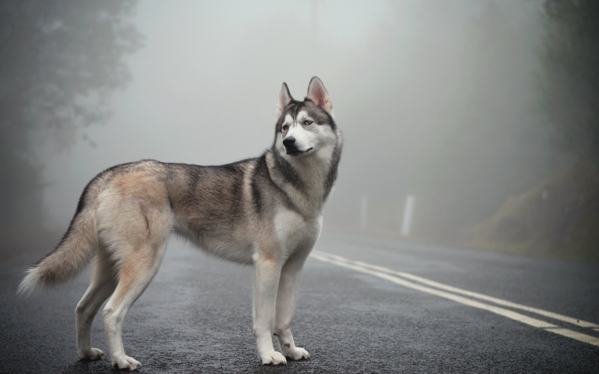 husky sibérien brouillard