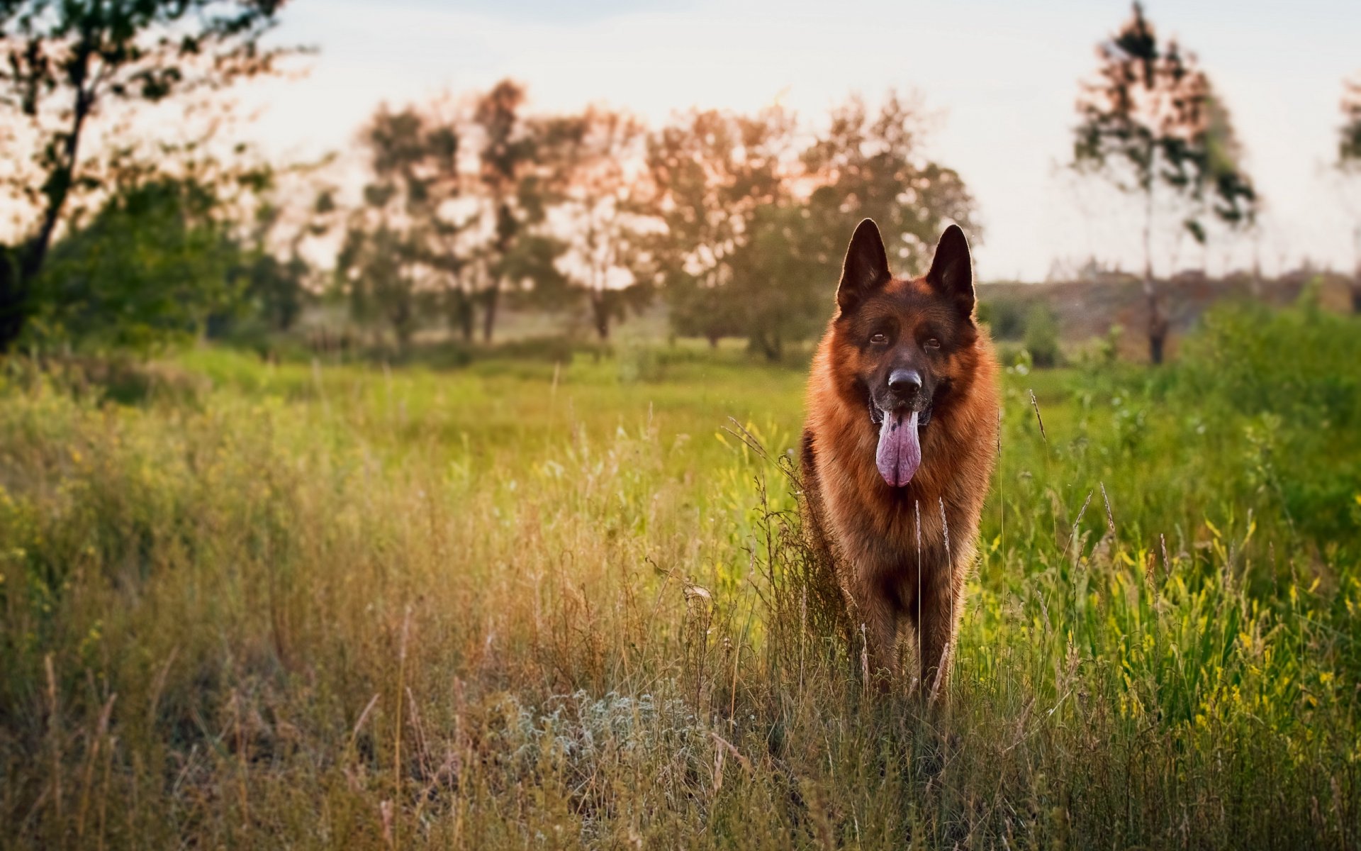 berger allemand chien ami