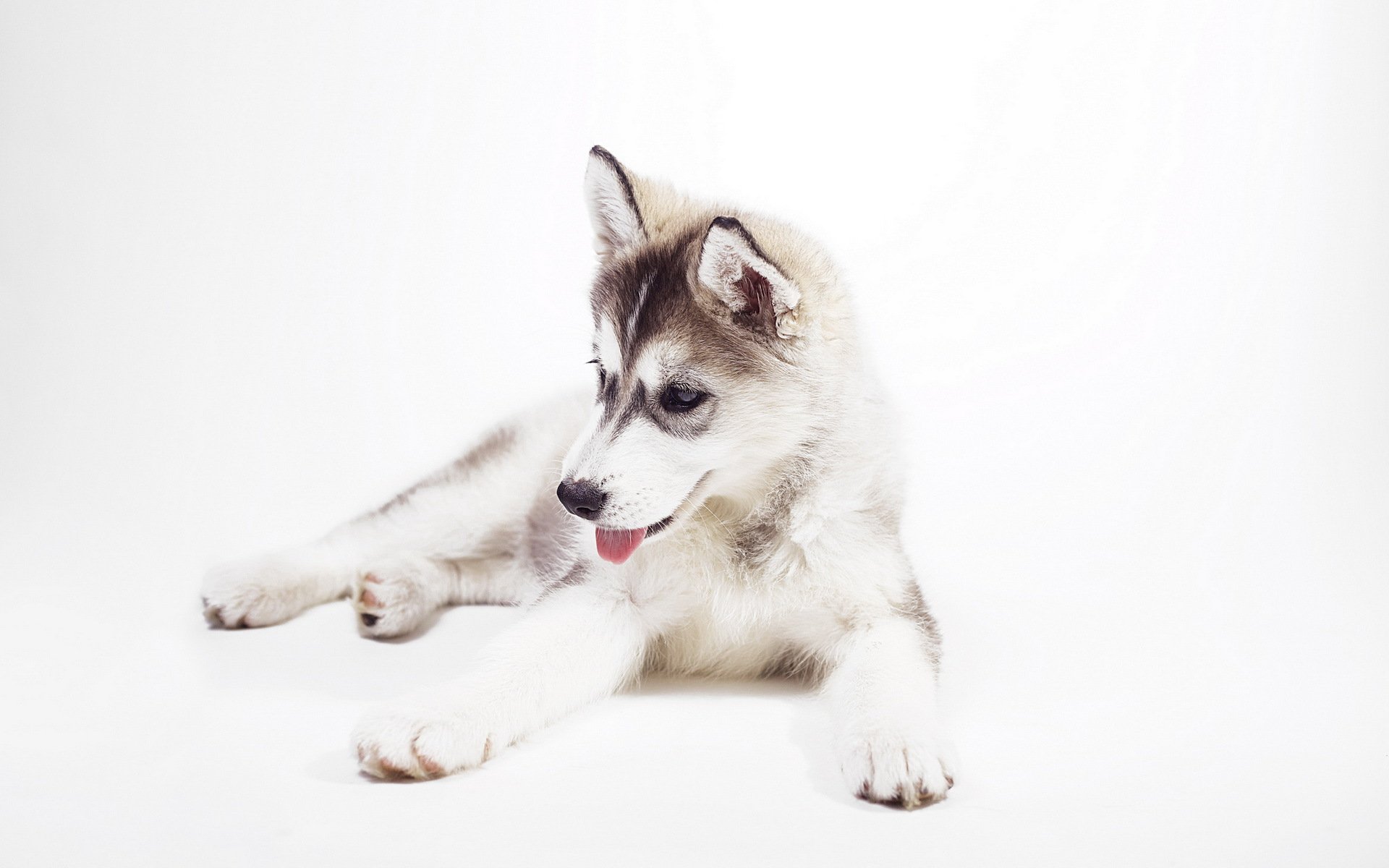 husky cachorro husky siberiano