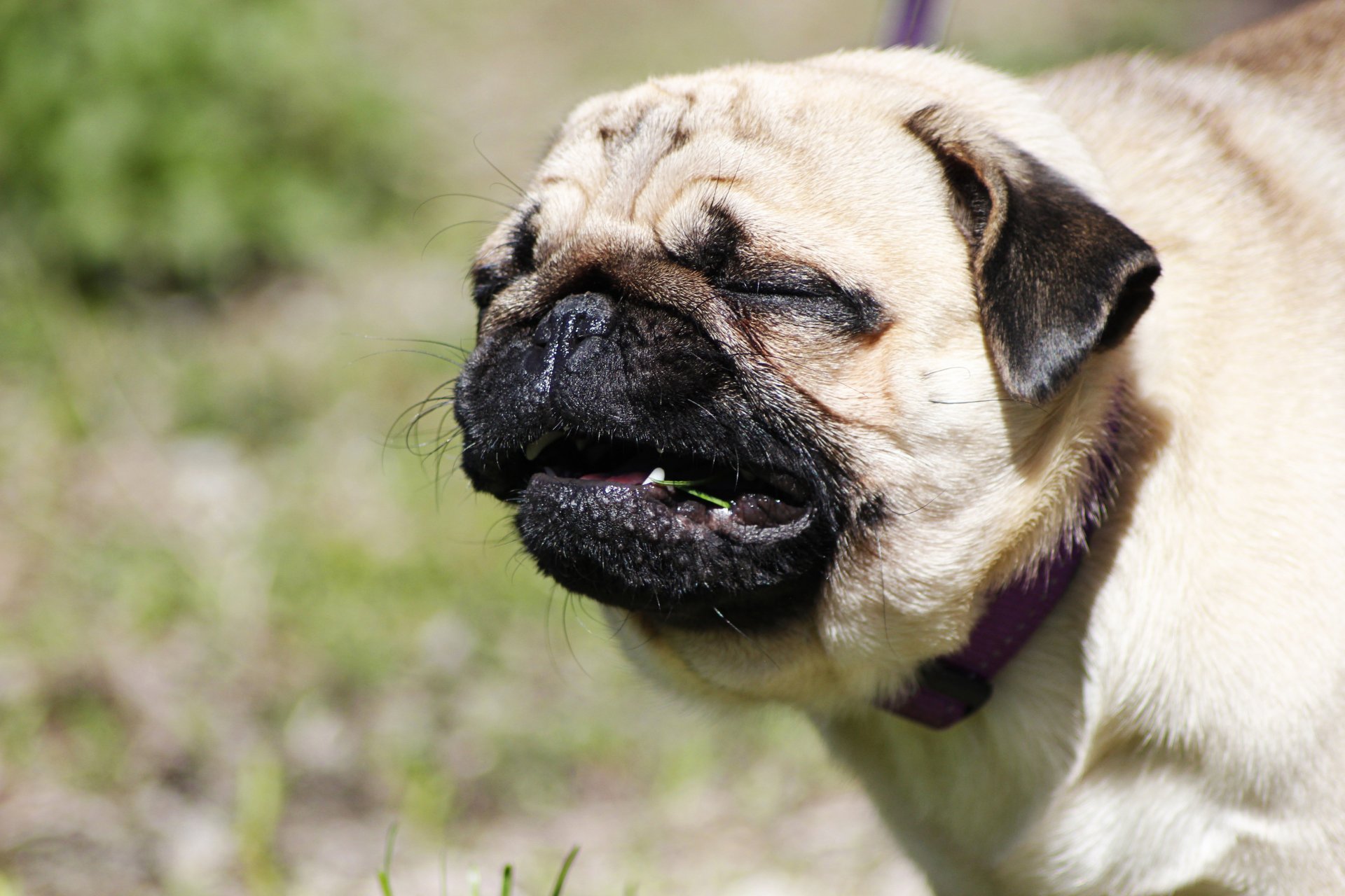 hund mops gras sommer grün freude grimasse lächeln