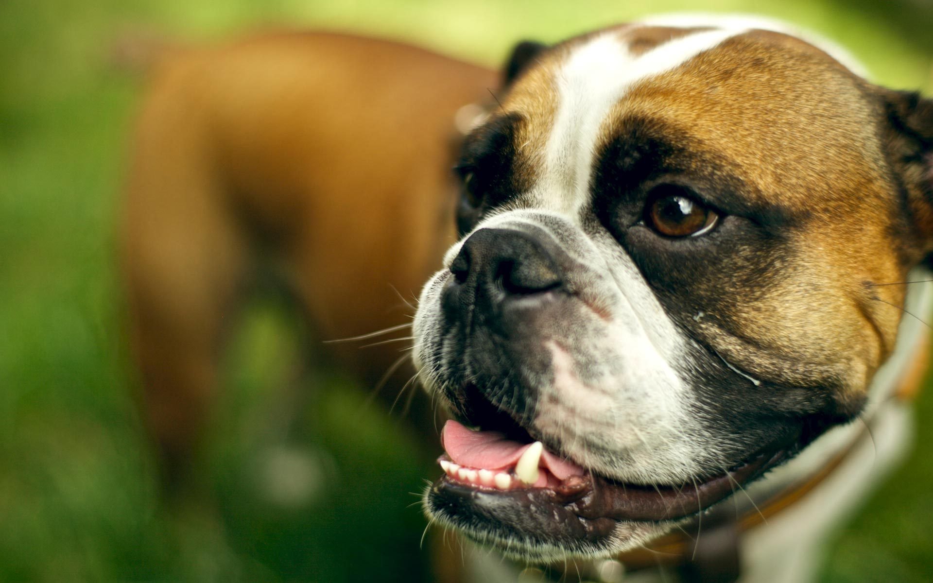 cane bulldog inglese amico sguardo