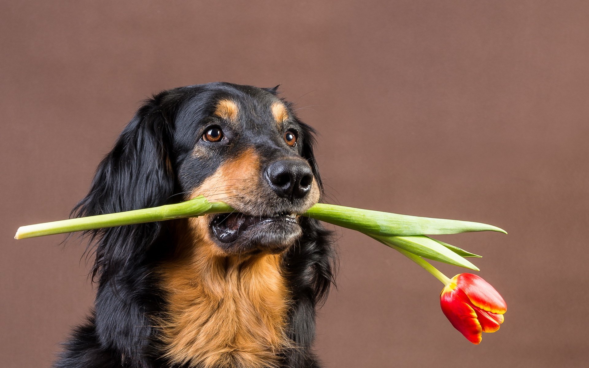 perro tulipán amigo