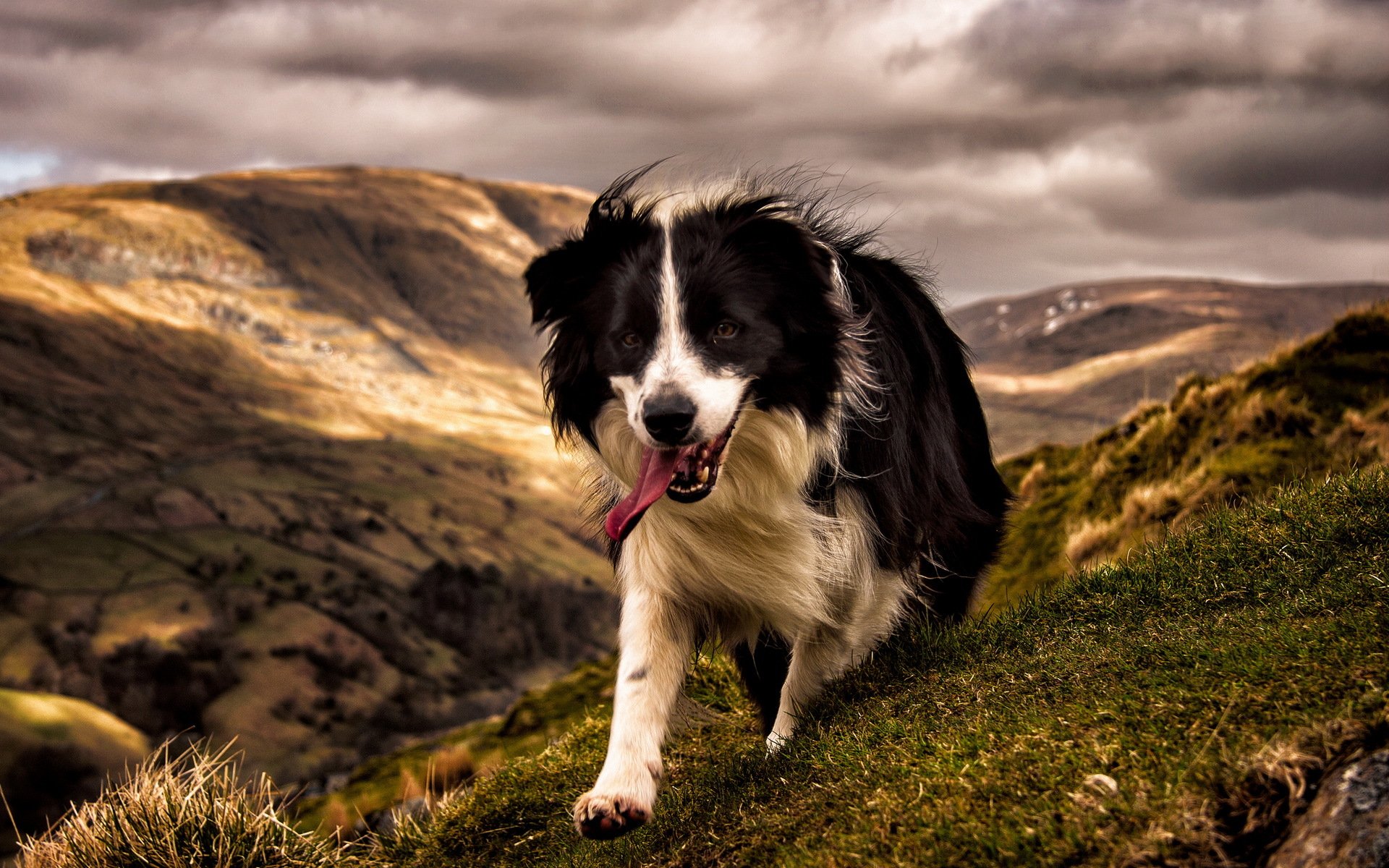 cane amico montagne