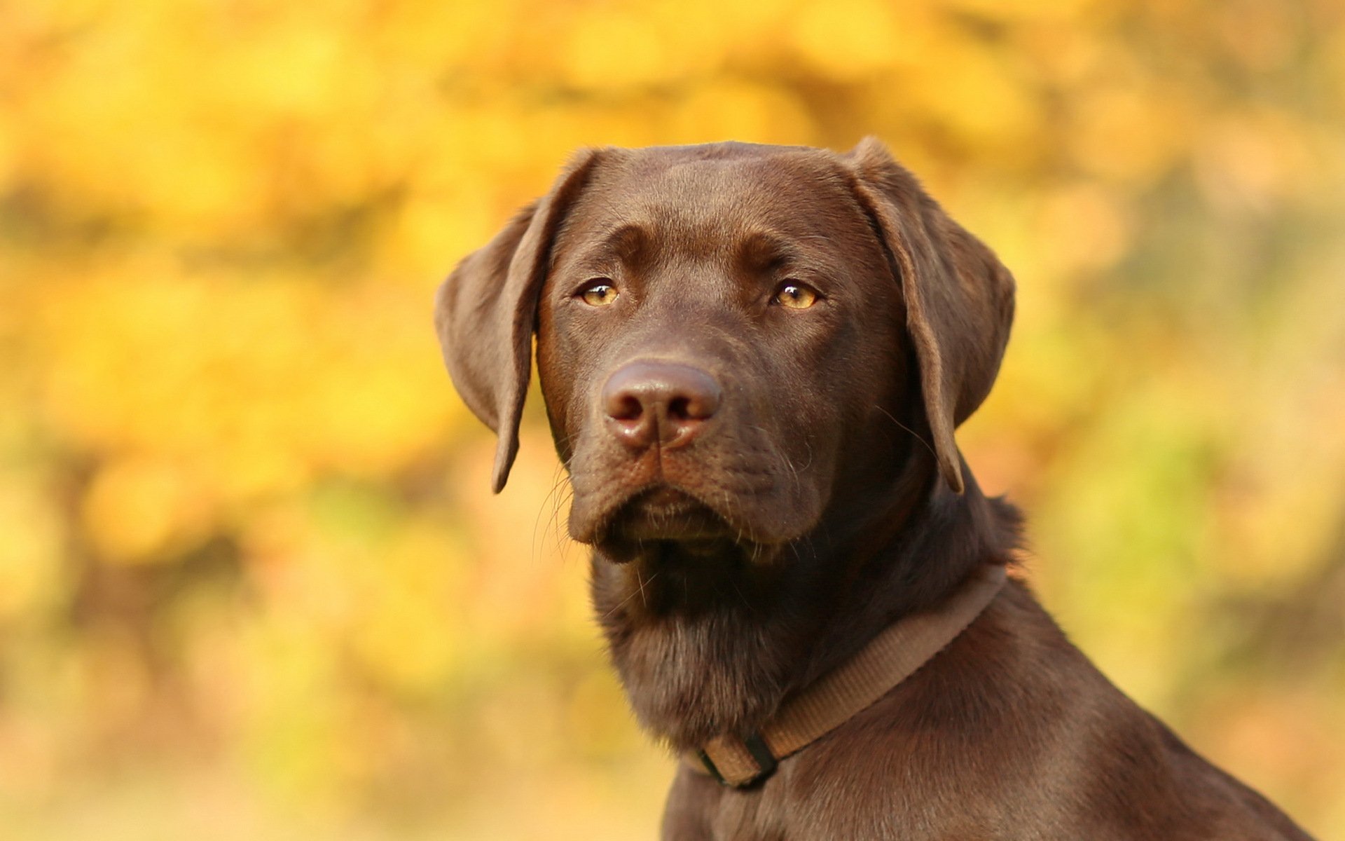 chien regard ami