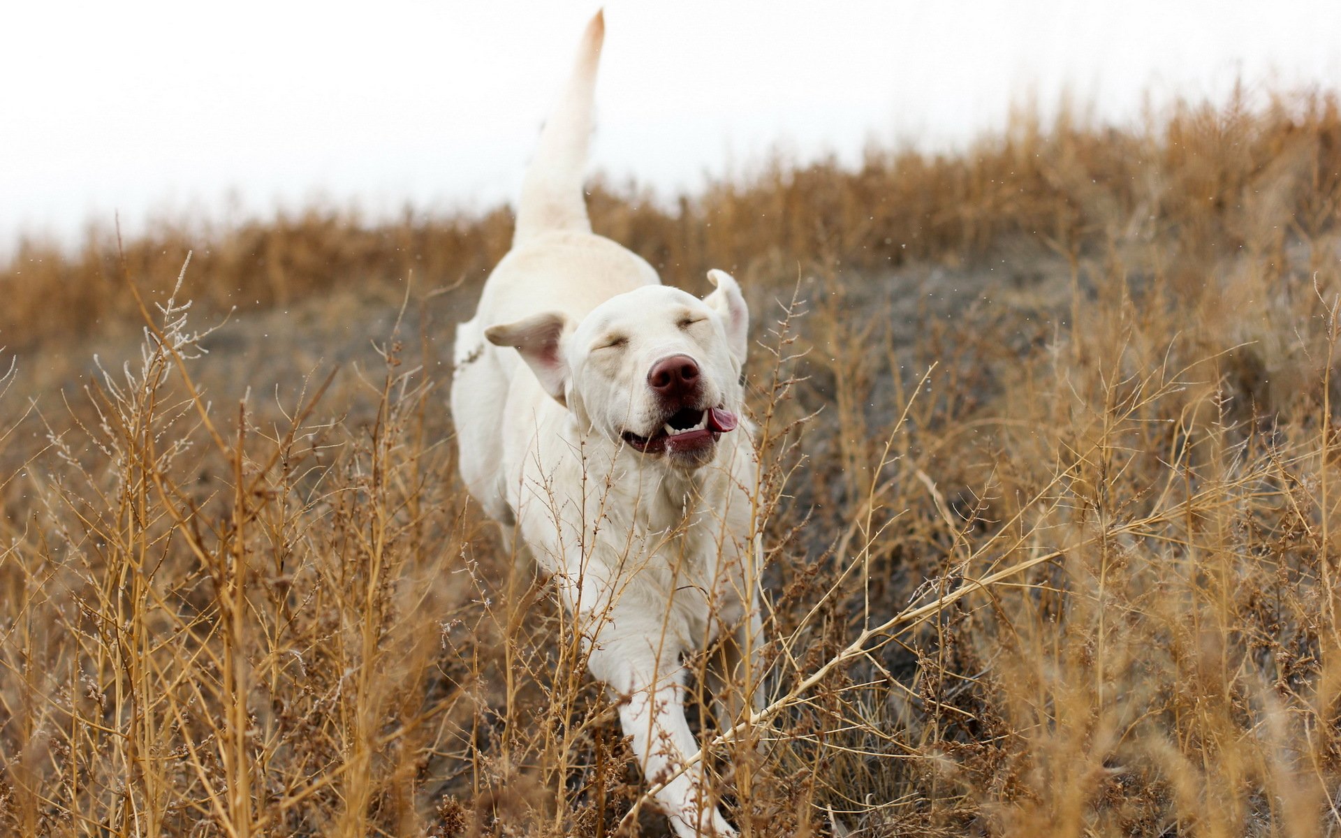 cane amico libertà