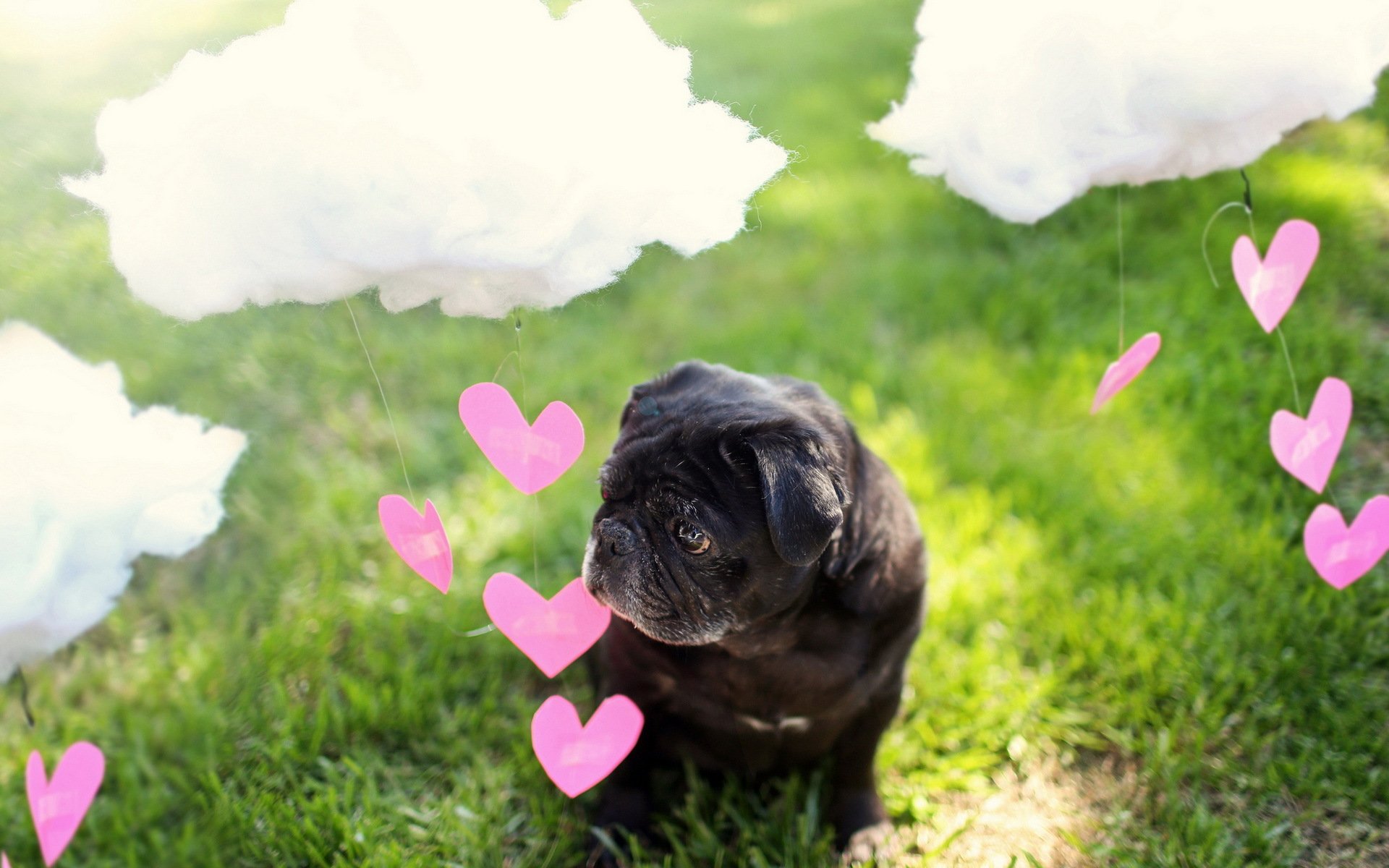 dog clouds heart