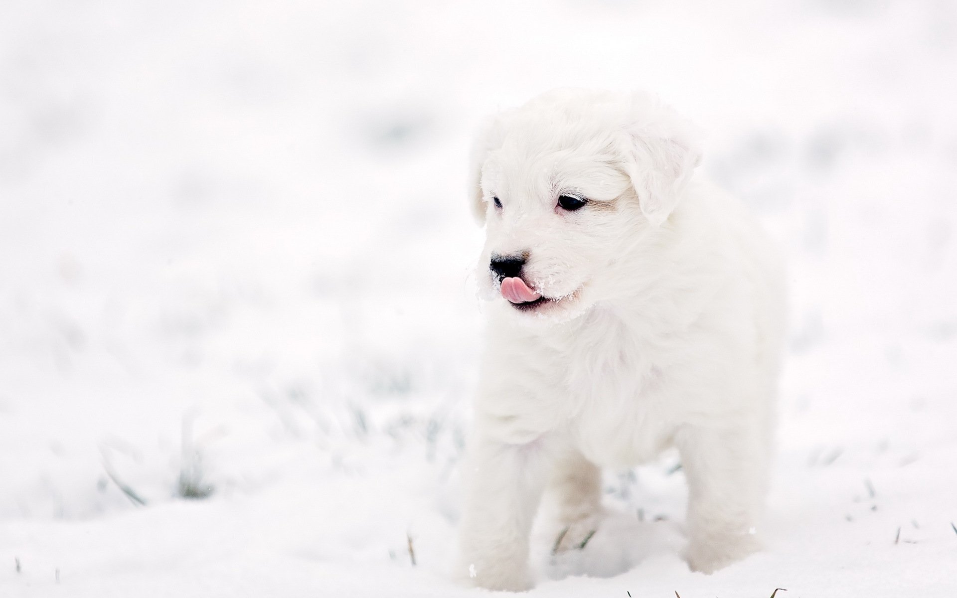 perro cachorro fondo