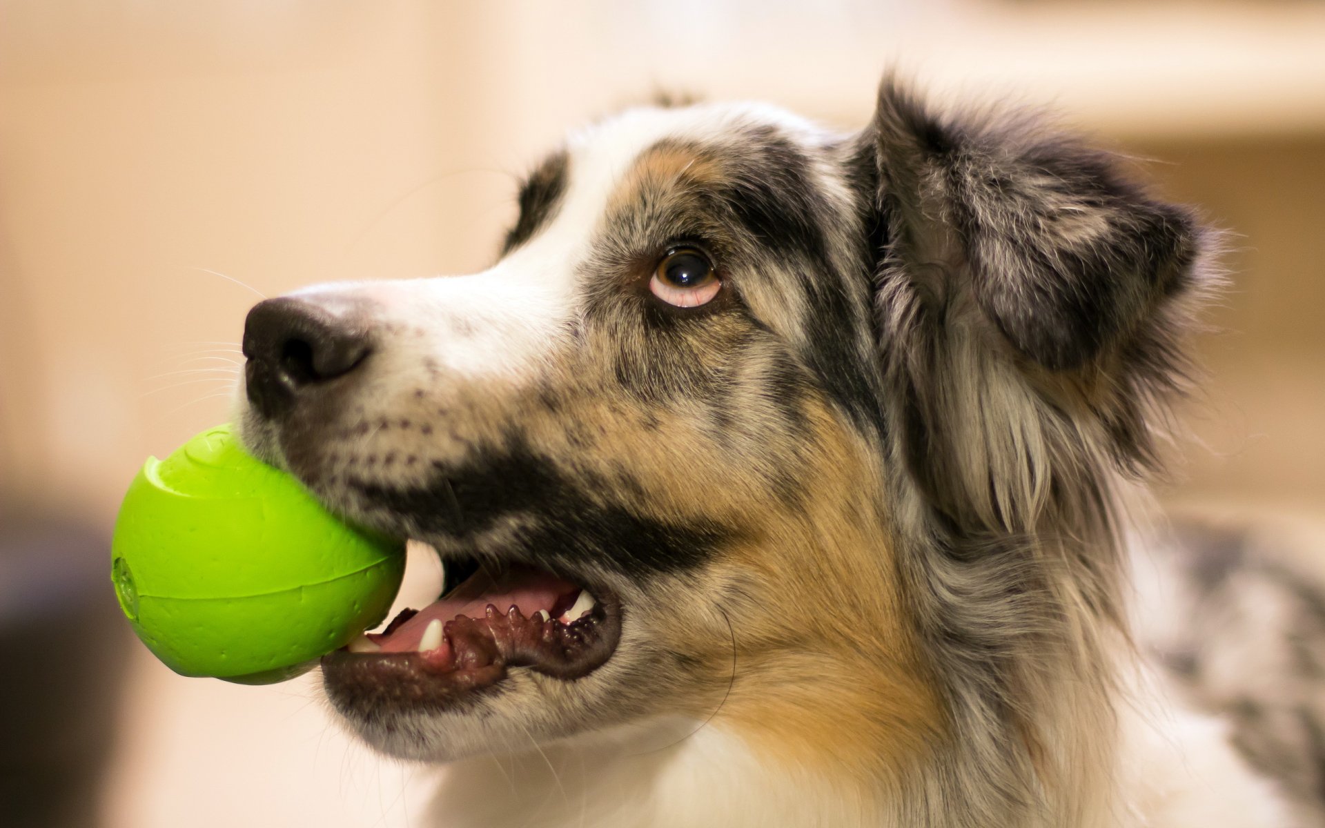 hund blick ball