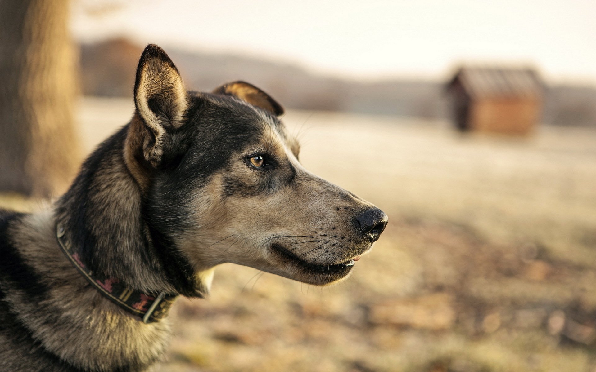 hund blick hintergrund