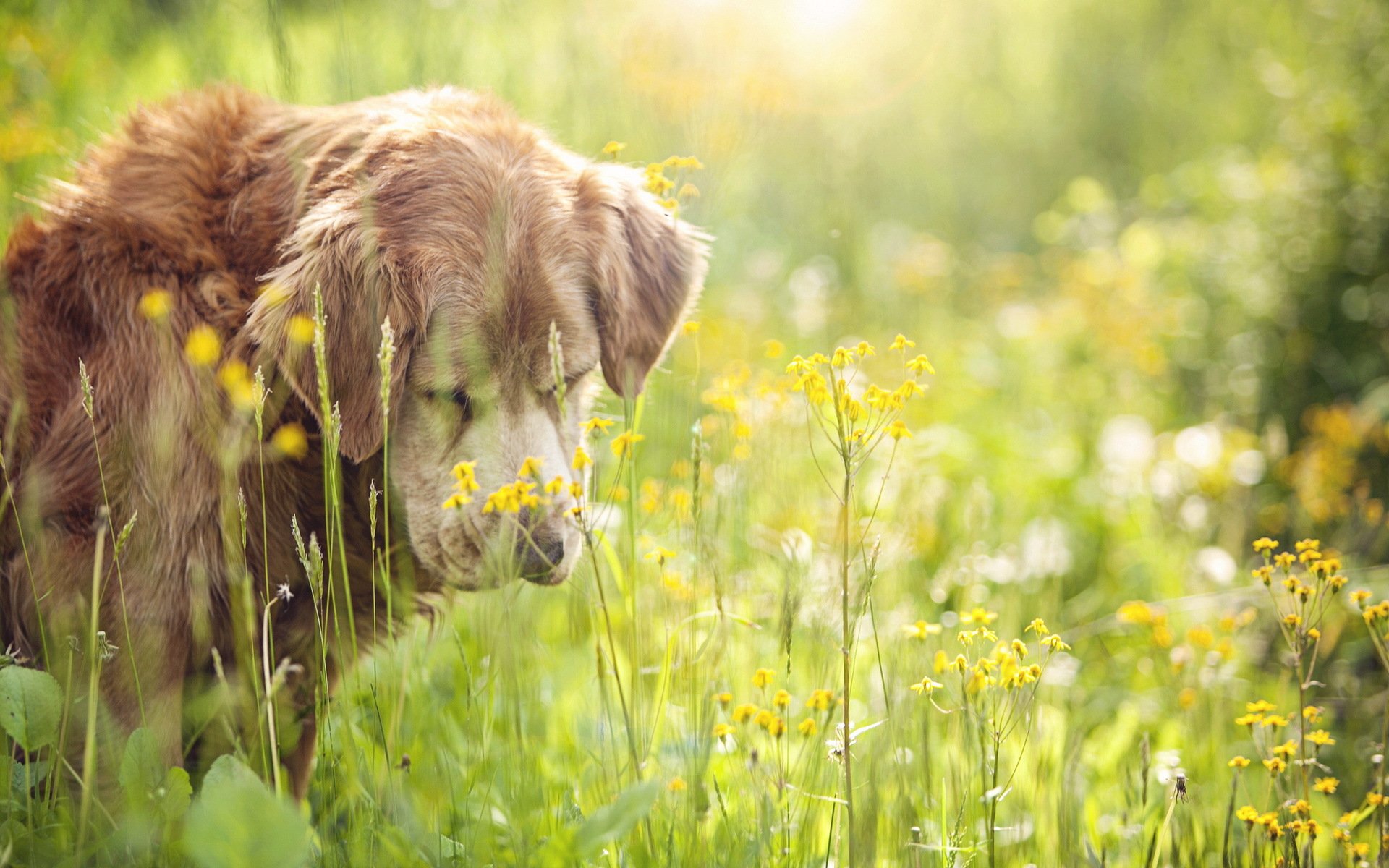 hund freund sommer