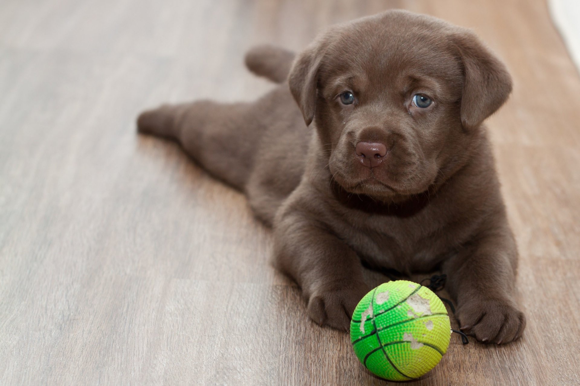 labrador cachorro amigo mirada bola piso