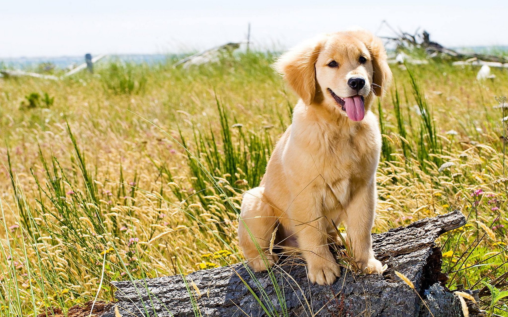 hund blick freund