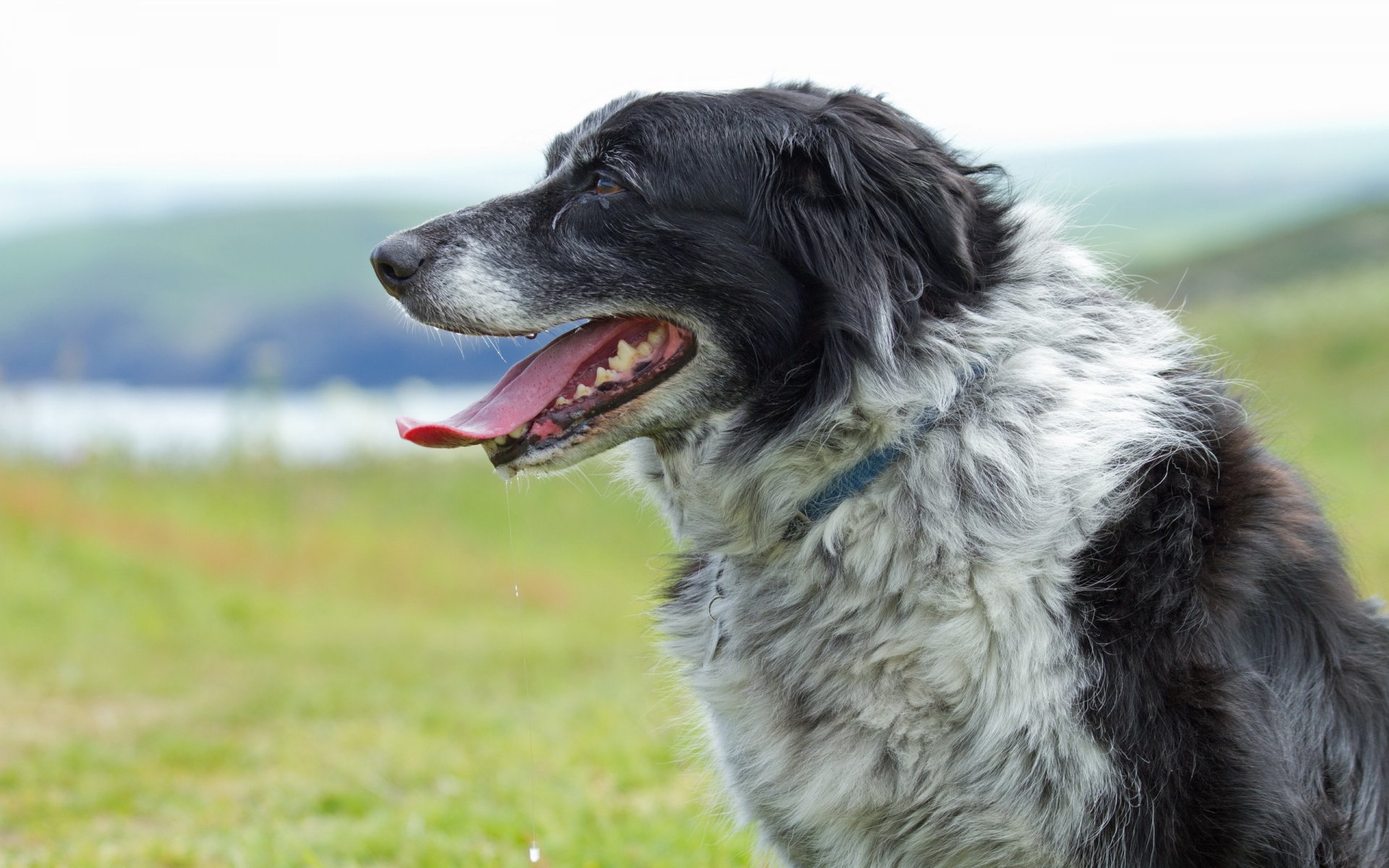 collie chien fond