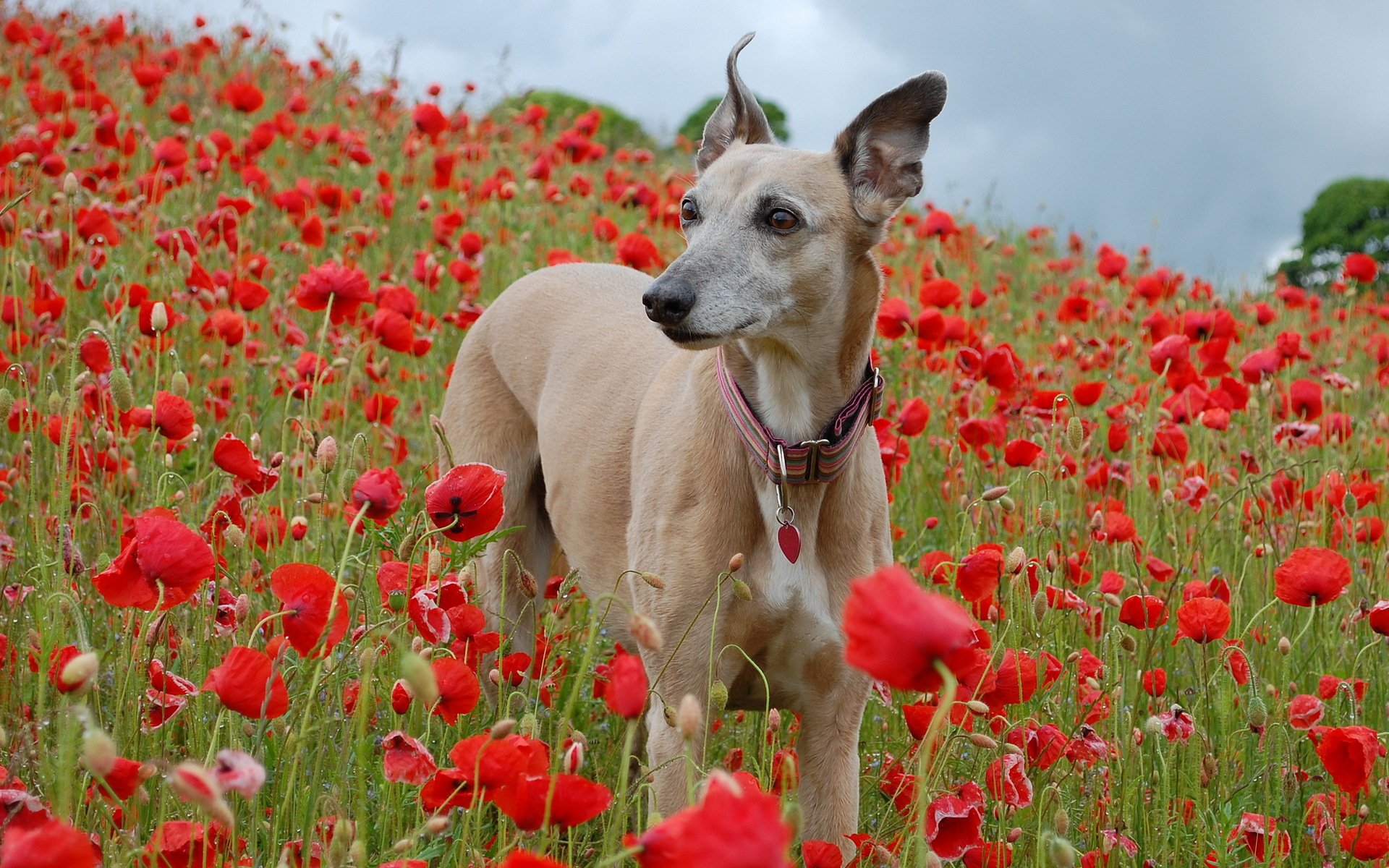 perro campo amapolas