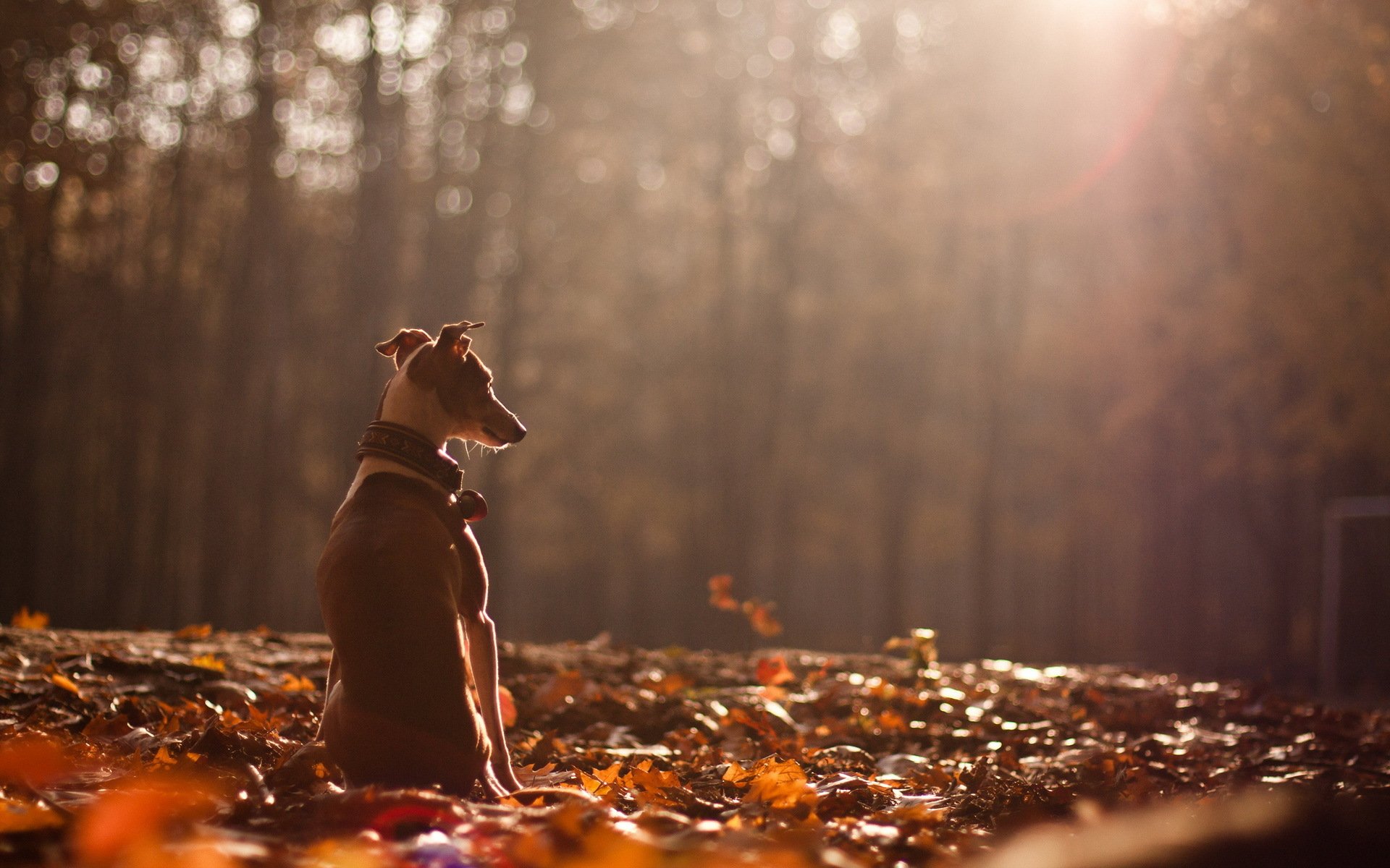 dog autumn nature