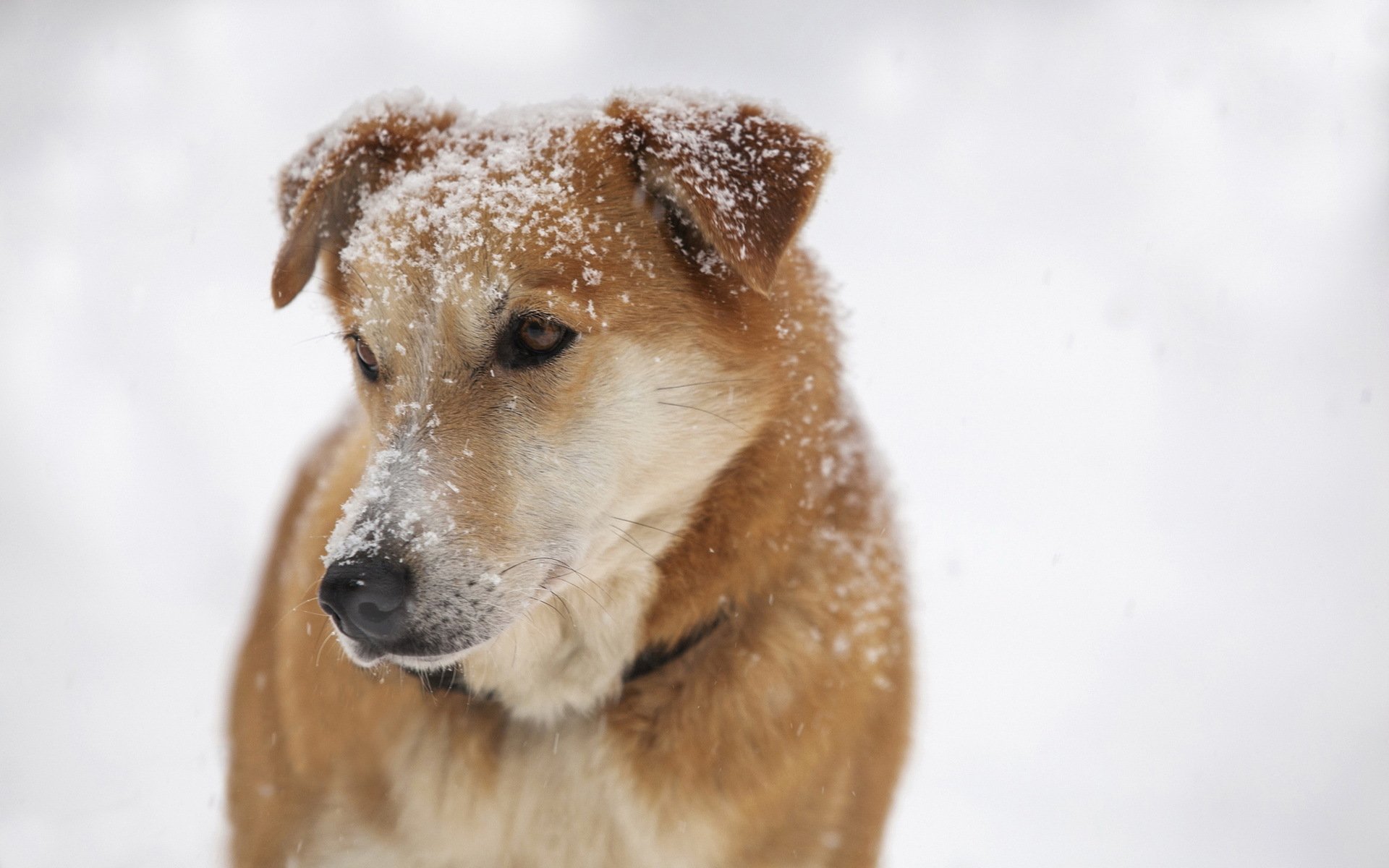 cane amico neve