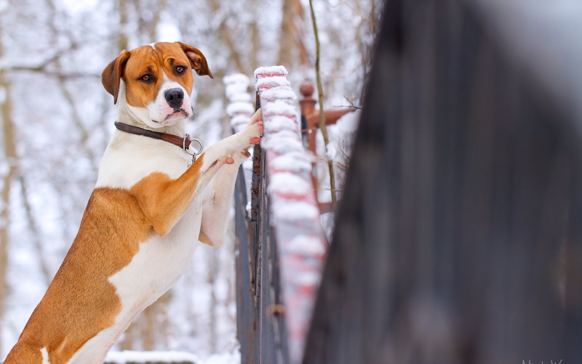 dog view fence