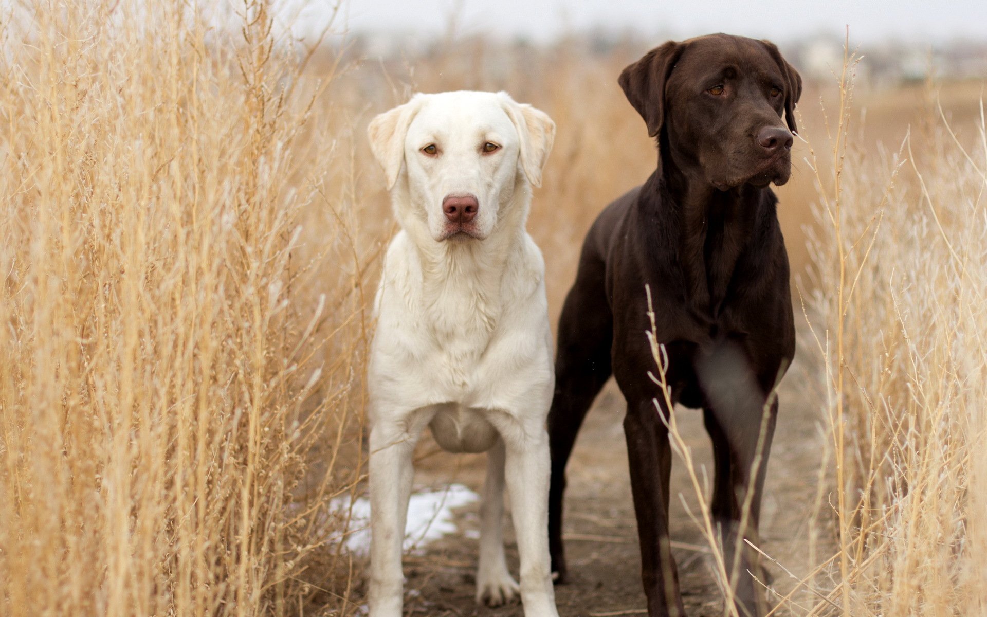 hunde feld hintergrund