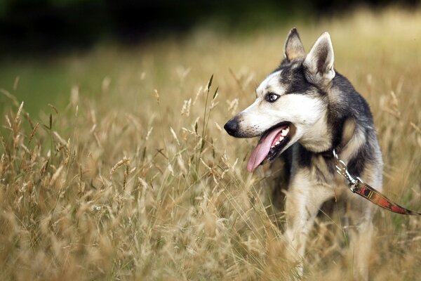 Hund im Feld an der Leine