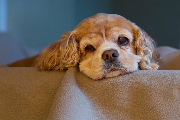 La mirada cansada del perro. Perro triste