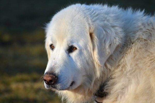 Amico dell uomo del cane che guarda nel lontano