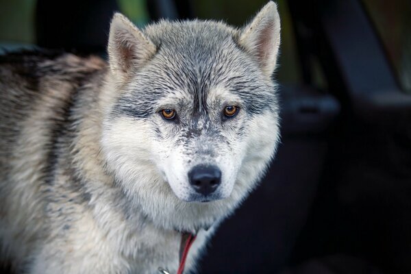 Freundlicher Blick des Hundes