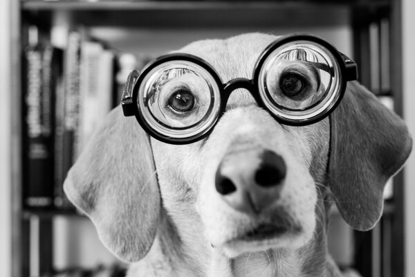 Sguardo triste del cane con gli occhiali