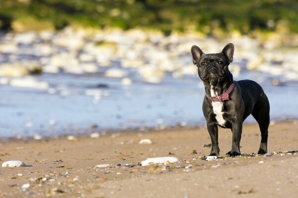 French bulldog with a collar on the shore of a pond