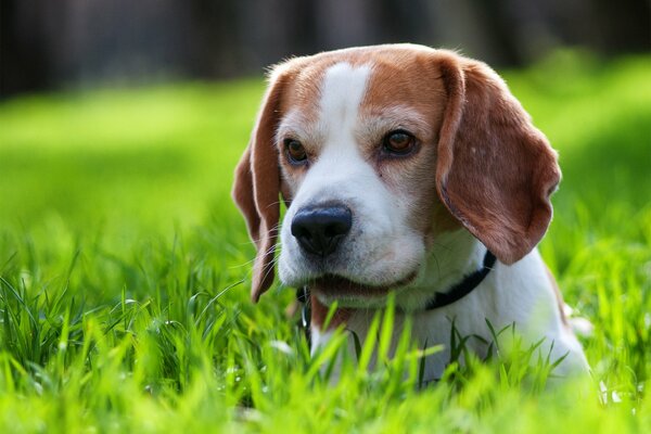 A puppy on a walk on the grass