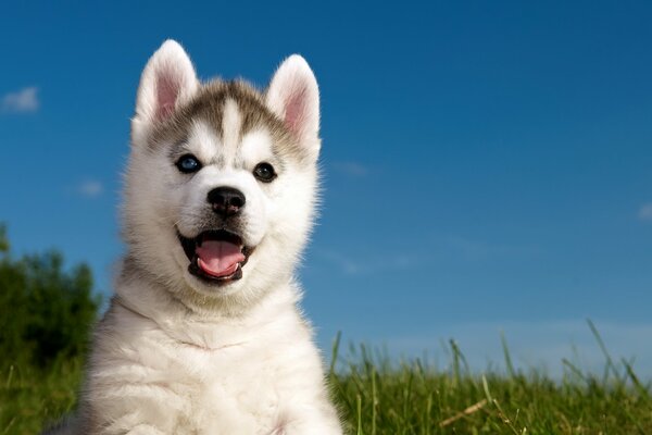 Cachorro Husky con la boca abierta en la hierba