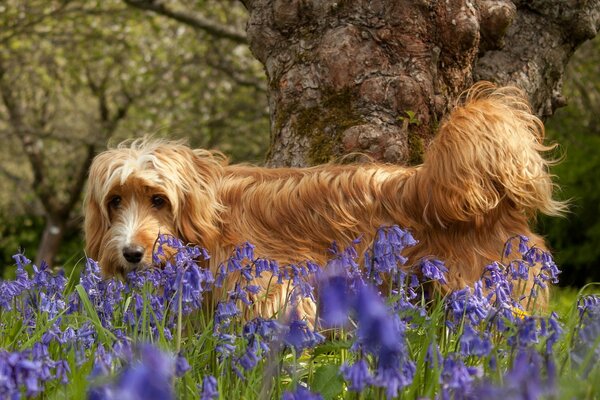 Roter Hund in der Natur in Blumen