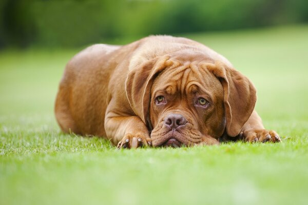 Dogue Bordelais triste sur l herbe