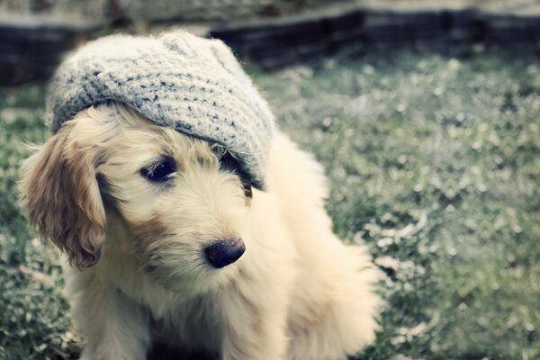 Chiot blanc dans une casquette tricotée grise sur l herbe