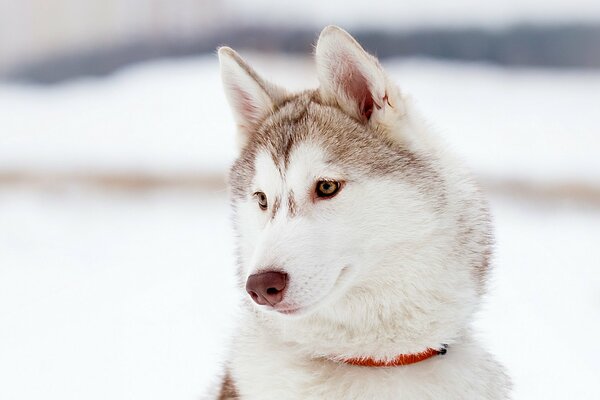 Husky stands in the snow