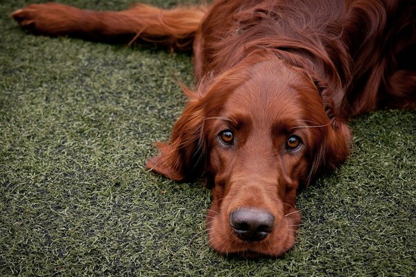 Der Hund schaut nach dem Joggen mit guten Augen