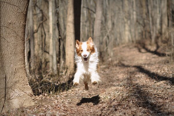 Funny photo of a dog jumping