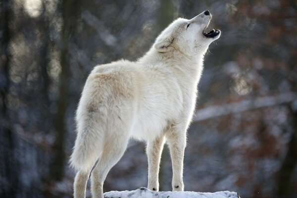 Mysteriöses Heulen des weißen Wolfes