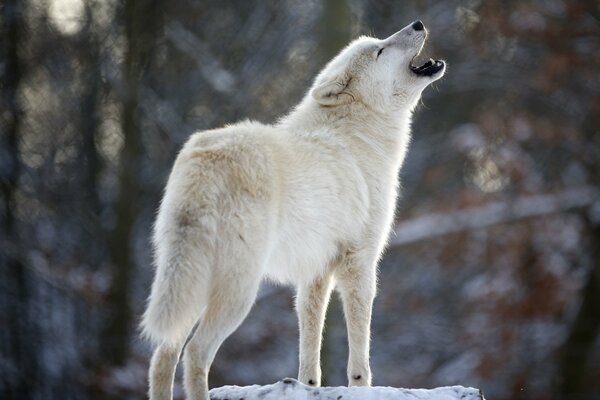 Загадочный вой белого волка