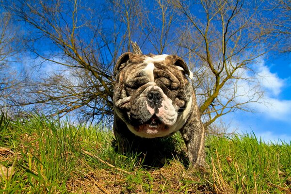 A bulldog in nature. Hot summer