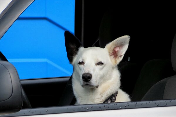 La voiture du meilleur ami du chien