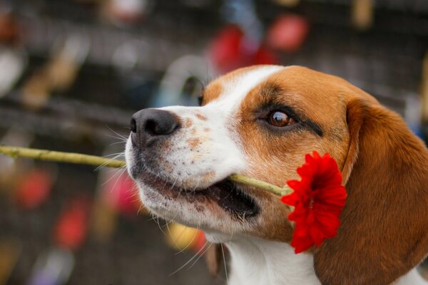 Il cane ha portato devotamente un fiore tra i denti