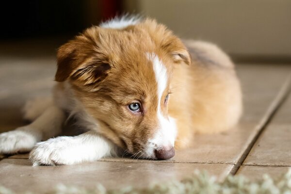 The puppy is lying on the floor in the house and looks sad