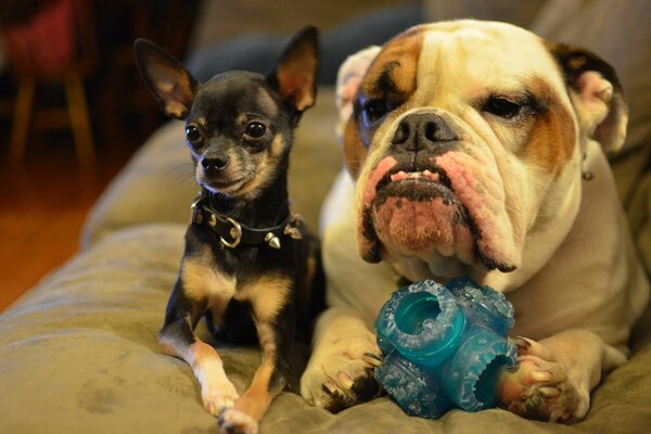 Chihuahua and bulldog friends