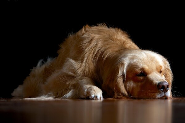 The golden Retriever is lying on the floor