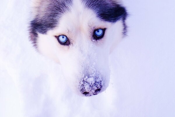 Husky-Augen vor dem Hintergrund des Schnees werden viel schöner