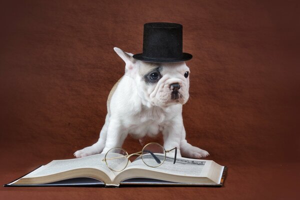 Perro con sombrero cerca de un libro con gafas