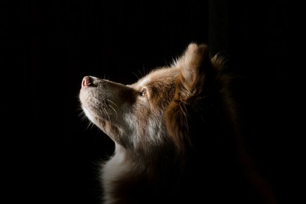 Cane marrone che guarda in lontananza