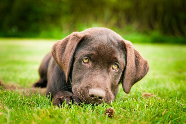 Chiot Labrador brun sur l herbe
