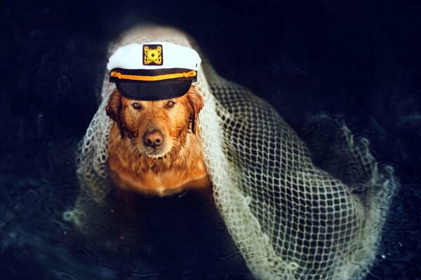 Pies kapitan z czapką. Pies przyjaciel człowieka