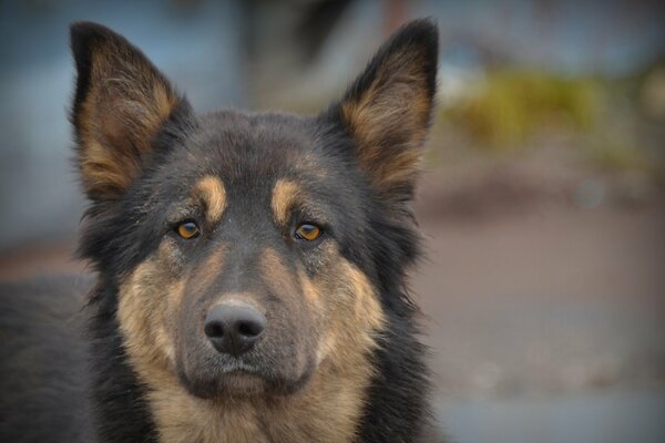 Lo sguardo del cane come un amico